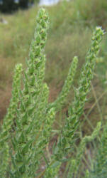 Annual Marshelder, Iva annua