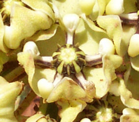 Antelope Horns, Asclepias asperula (1)