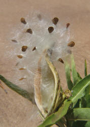 Antelope Horns, Asclepias asperula (11)