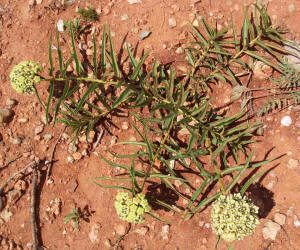 Antelope Horns, Asclepias asperula (2)