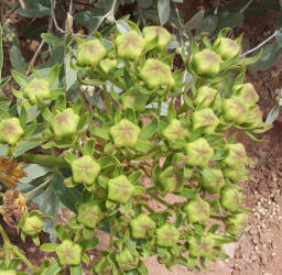 Antelope Horns, Asclepias asperula (3)