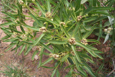 Antelope Horns, Asclepias asperula (4)