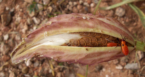 Antelope Horns, Asclepias asperula (5)