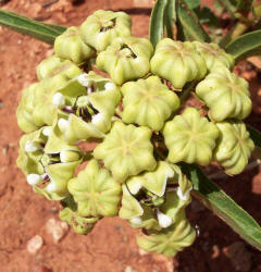 Antelope Horns, Asclepias asperula