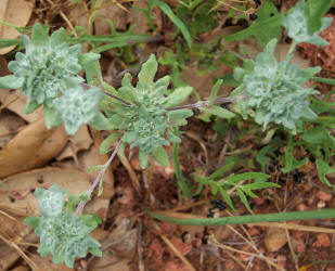 Bighead Pygmycudweed, Evax prolifera (1)