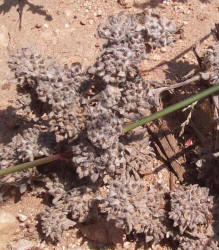 Bighead Pygmycudweed, Evax prolifera (2)