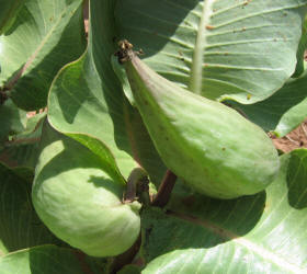 Broadleaf Milkweed, Asclepias latifolia (16)