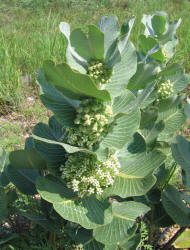 Broadleaf Milkweed, Asclepias latifolia (4)