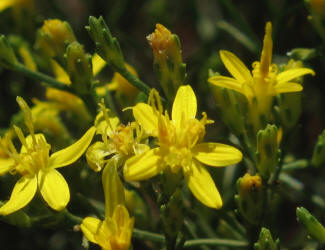 Broom Snakeweed, Gutierrezia sarothrae, A (10)