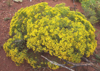 Broom Snakeweed, Gutierrezia sarothrae, A (3)