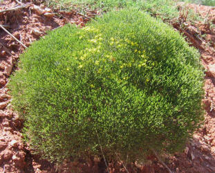 Broom Snakeweed, Gutierrezia sarothrae, A (7)