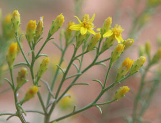 Broom Snakeweed, Gutierrezia sarothrae, B (3)