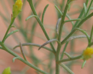 Broom Snakeweed, Gutierrezia sarothrae, B (5)