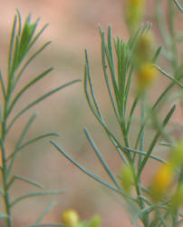 Broom Snakeweed, Gutierrezia sarothrae, B (6)