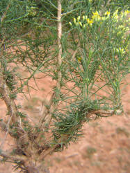 Broom Snakeweed, Gutierrezia sarothrae, B (7)