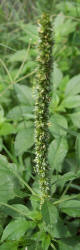 Carelessweed, Amaranthus palmeri