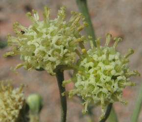 Chalk Hill Hymenopappus, Hymenopappus tenuifolius (12)