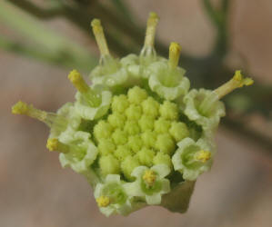 Chalk Hill Hymenopappus, Hymenopappus tenuifolius (16)