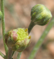 Chalk Hill Hymenopappus, Hymenopappus tenuifolius (9)