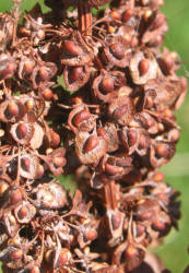 Curly Dock, Rumex crispus (2)