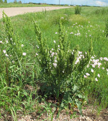 Curly Dock, Rumex crispus (3)