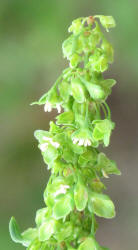 Curly Dock, Rumex crispus (4)