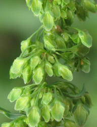 Curly Dock, Rumex crispus (6)