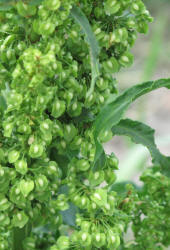 Curly Dock, Rumex crispus (7)