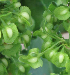 Curly Dock, Rumex crispus (8)