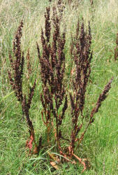 Curly Dock, Rumex crispus