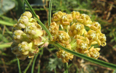 Engelmann's Milkweed, Asclepias engelmanniana