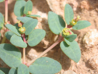 Fendler's Sandmat, Chamaesyce fendleri (8)