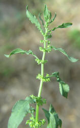 Fiddle Dock, Rumex pulcher, CY (1)