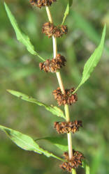 Fiddle Dock, Rumex pulcher, CY (10)