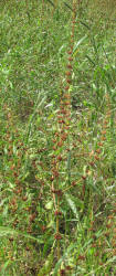 Fiddle Dock, Rumex pulcher, CY (13)