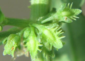 Fiddle Dock, Rumex pulcher, CY (2)