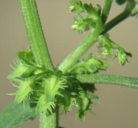 Fiddle Dock, Rumex pulcher, CY (3)