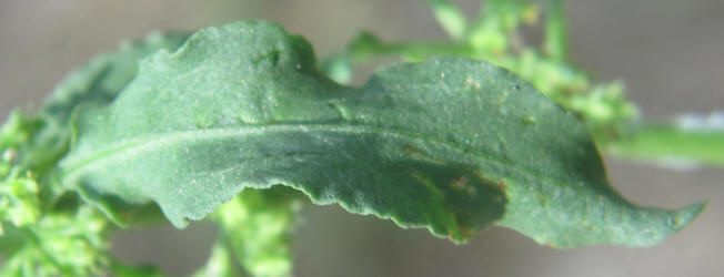 Fiddle Dock, Rumex pulcher, CY