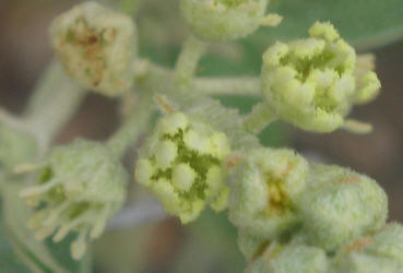 Grassland Croton, Croton dioicus, B (1)