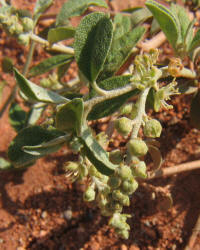 Grassland Croton, Croton dioicus, B (5)