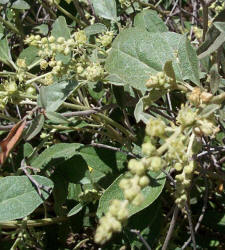 Grassland Croton, Croton dioicus, B (8)