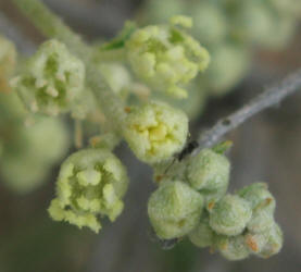 Grassland Croton, Croton dioicus, B