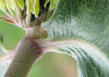 Green Comet, Asclepias viridiflora (10)