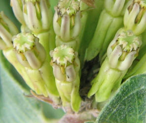 Green Comet, Asclepias viridiflora (12)