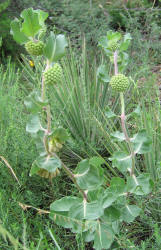 Green Comet, Asclepias viridiflora (5)