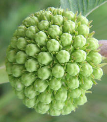 Green Comet, Asclepias viridiflora (6)