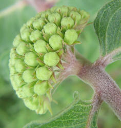 Green Comet, Asclepias viridiflora (7)