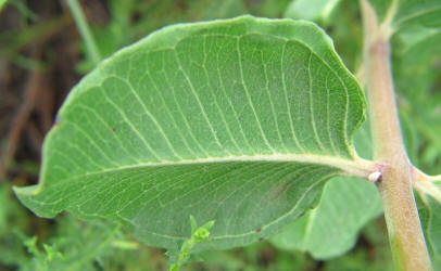 Green Comet, Asclepias viridiflora (8)