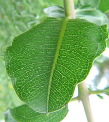 Green Comet, Asclepias viridiflora (9)