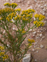 Gumhead, Gymnosperma glutinosum (1)